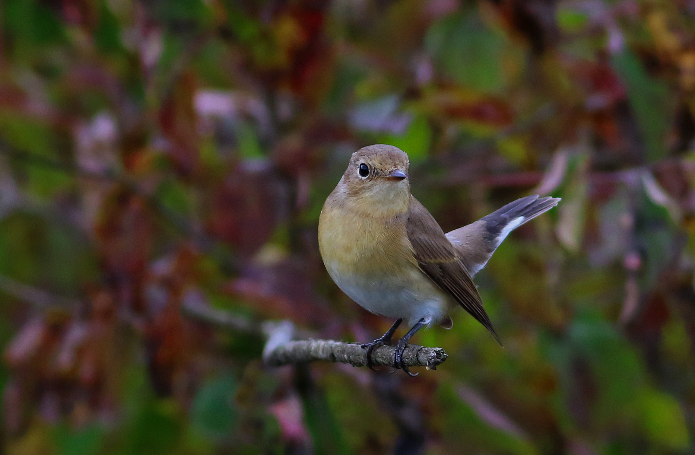 Red-breasted Flycatcher